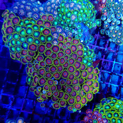 Zoanthus spp. (Ultra Grade)