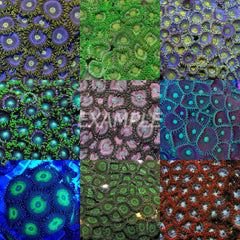 Coral pack - Zoanthus (Mix) (Medium) (20 pcs)