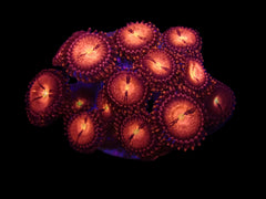 Zoanthus spp. (Alien Explosion) (frag)