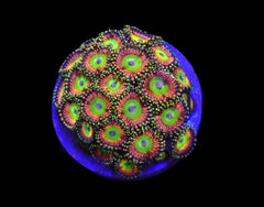 Zoanthus spp. (Candy Apple Green) (frag)