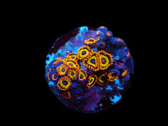 Zoanthus sp. (Fruit Loops) (DJM frag) pb 514