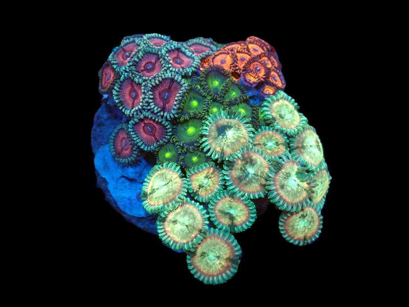 Zoanthus sp. (Garden) pb 126