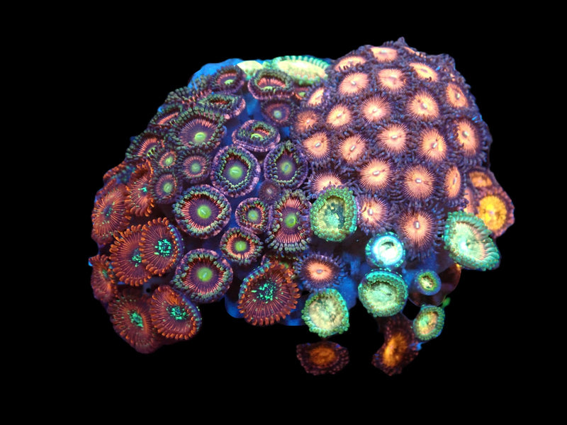 Zoanthus sp. (Garden) pb 522