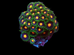 Zoanthus sp. (Gorilla Nipples) (DJM frag) pb 104