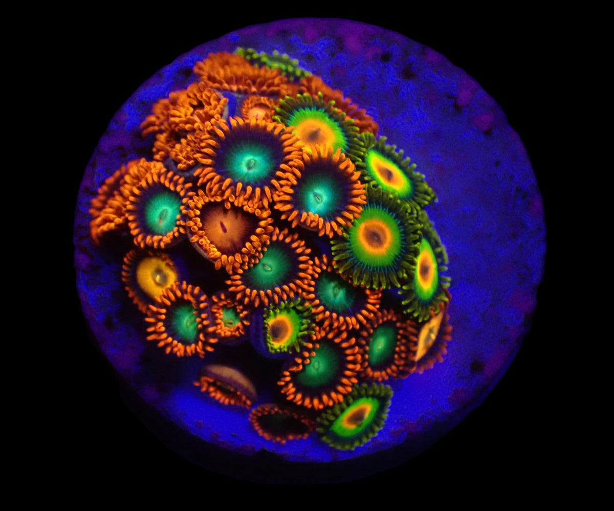 Zoanthus sp. (Rasta-Ultra) (Mix) (DJM frag) o 258