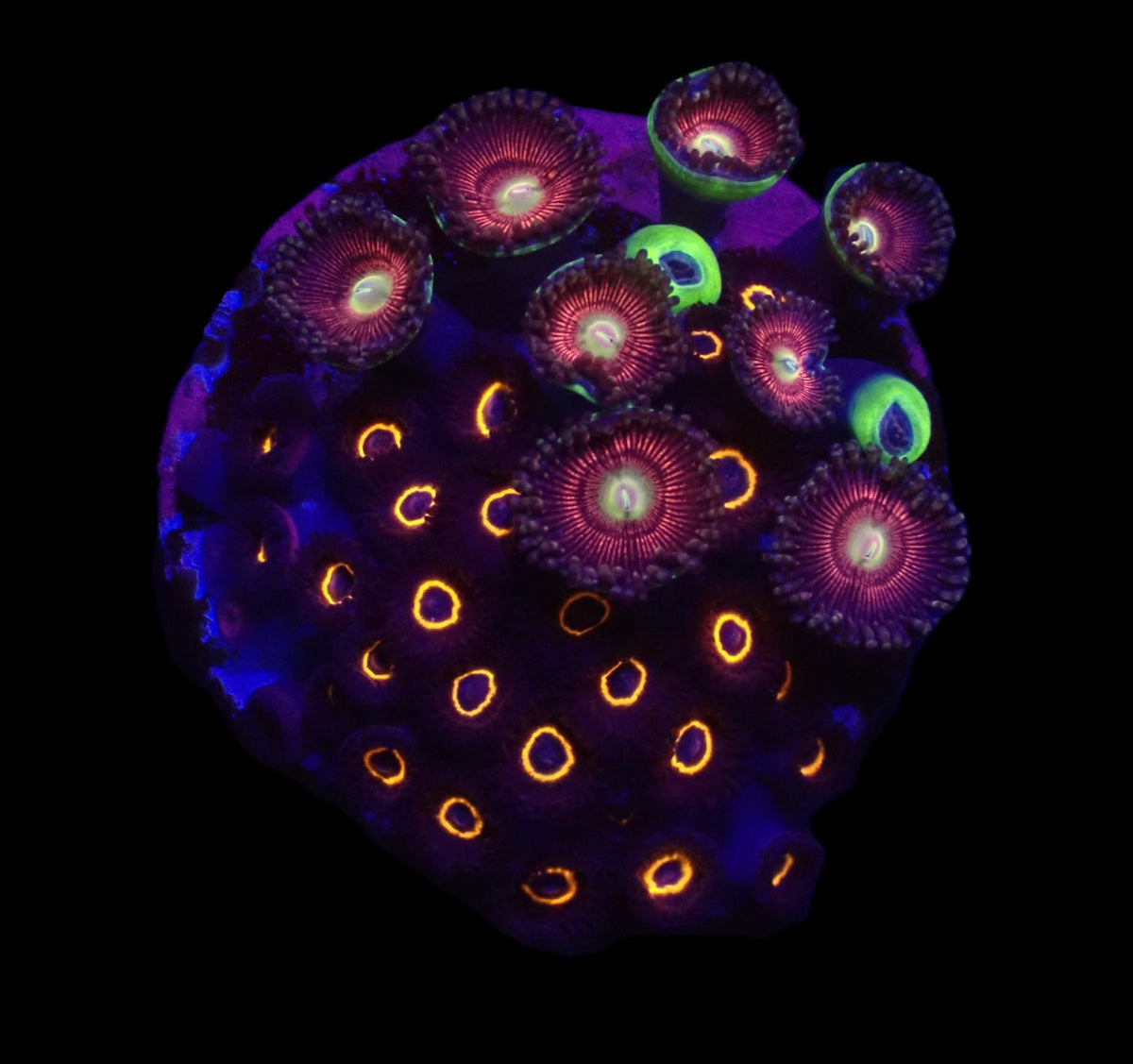 Zoanthus sp. (Ring of Jupiter) (DJM frag) o 612