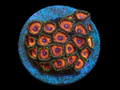Zoanthus sp. (Ultra) (DJM frag) pb 226