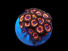 Zoanthus sp. (Ultra) (DJM frag) pb 375