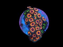 Zoanthus sp. (Ultra) (DJM frag) pb 507