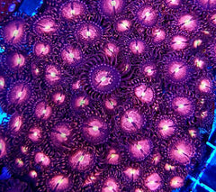 Zoanthus spp. (Alien Explosion) (frag)