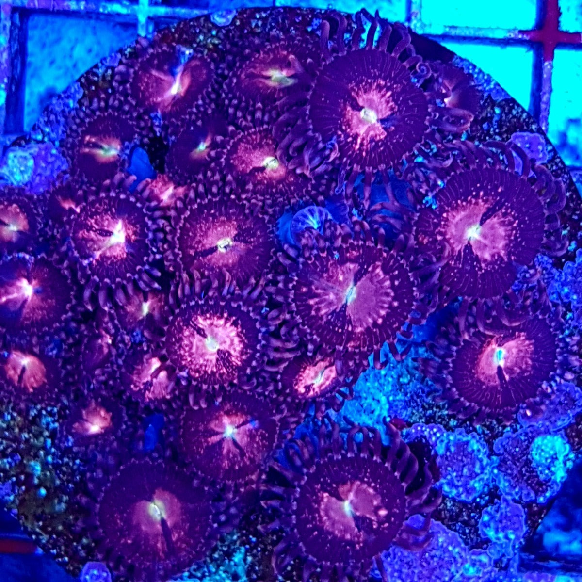 Zoanthus spp. (Alien Explosion) (frag)