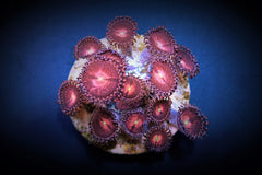 Zoanthus spp. (Alien Explosion) (frag)