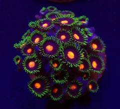 Zoanthus spp. (Blow Pop) (frag)