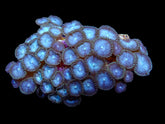 Zoanthus spp. (Blue)