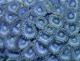 Zoanthus spp. (Blue) (Caribbean)