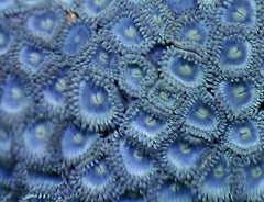 Zoanthus spp. (Blue) (Caribbean)