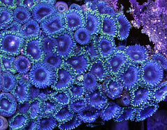 Zoanthus spp. (Blue) (Caribbean)