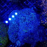 Zoanthus spp. (Blue) (Caribbean)