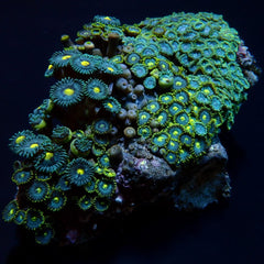 Zoanthus spp. (Blue) (Caribbean)