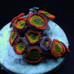 Zoanthus spp. (Bowser) (frag)