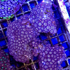 Zoanthus spp. (Common)