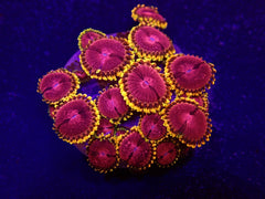 Zoanthus spp. (Fake Lime Chilli) (frag)