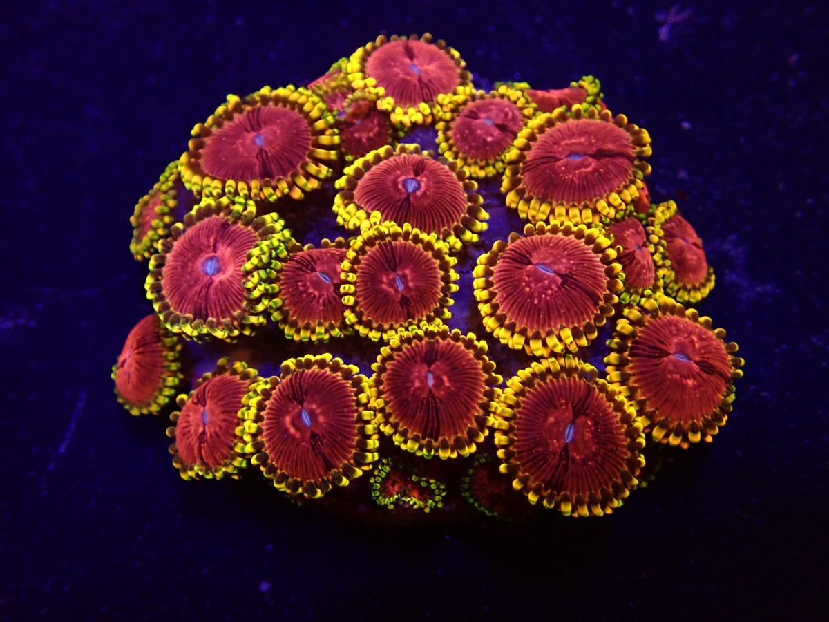 Zoanthus spp. (Fake Lime Chilli) (frag)