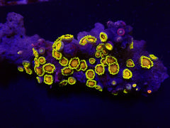 Zoanthus spp. (Fiji-Tonga)