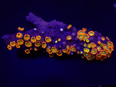 Zoanthus spp. (Fiji-Tonga)