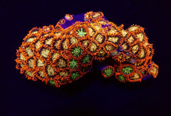 Zoanthus spp. (Fiji-Tonga)