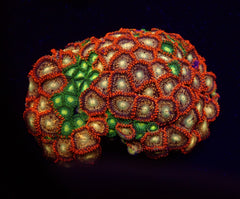 Zoanthus spp. (Fiji-Tonga)