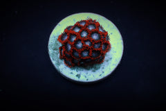 Zoanthus spp. (Fire and Ice) (frag)