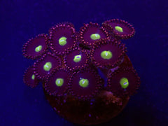 Zoanthus spp. (Grade A) (frag)