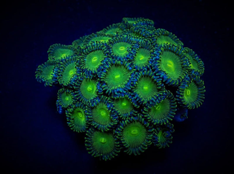 Zoanthus spp. (Green People Eater) (frag)