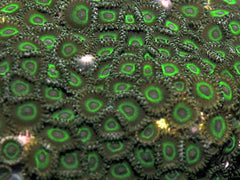 Zoanthus spp. (Green tip)