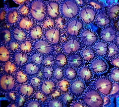 Zoanthus spp. (Halle Berry) (frag)