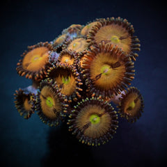 Zoanthus spp. (Halle Berry) (frag)