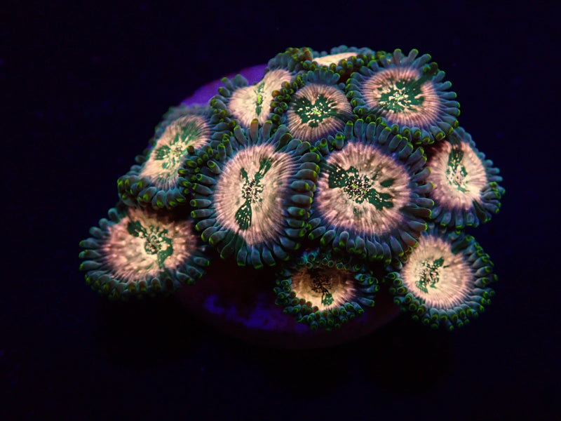 Zoanthus spp. (Hawaiian People Eater) (frag)