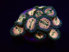 Zoanthus spp. (Hawaiian People Eater) (frag)