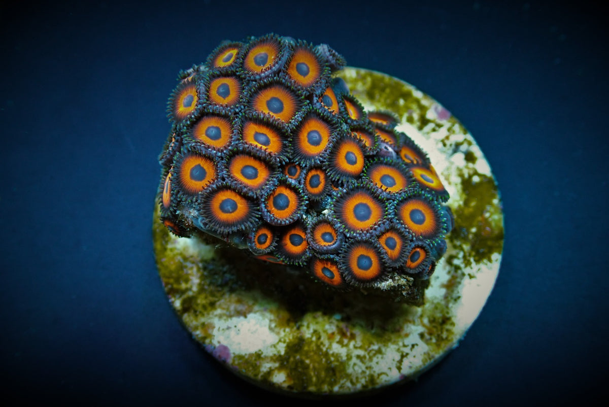 Zoanthus spp. (Kedd's Red) (frag)