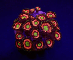 Zoanthus spp. (Lord of the Rings) (frag)