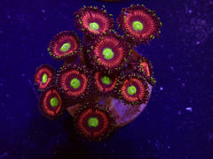 Zoanthus spp. (Lord of the Rings) (frag)