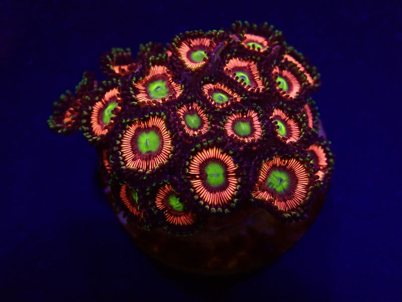 Zoanthus spp. (Lord of the Rings) (frag)