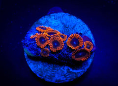 Zoanthus spp. (Lunar Eclipse) (frag)