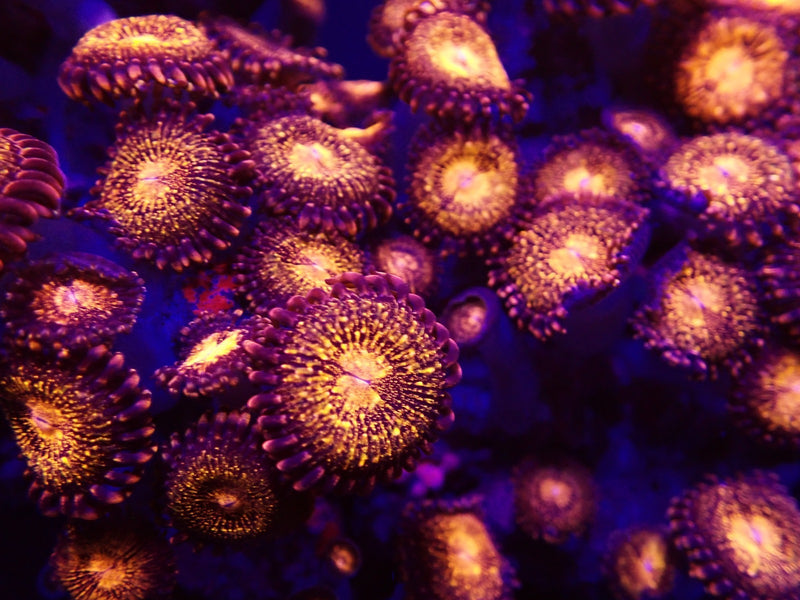 Zoanthus spp. (Pandora) (frag)