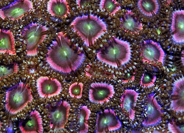 Zoanthus spp. (Pink)