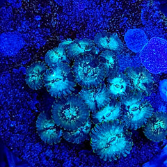 Zoanthus spp. (Premium) (frag)