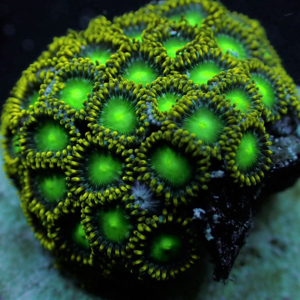 Zoanthus spp. (Radioactive Dragon Eye) (frag)