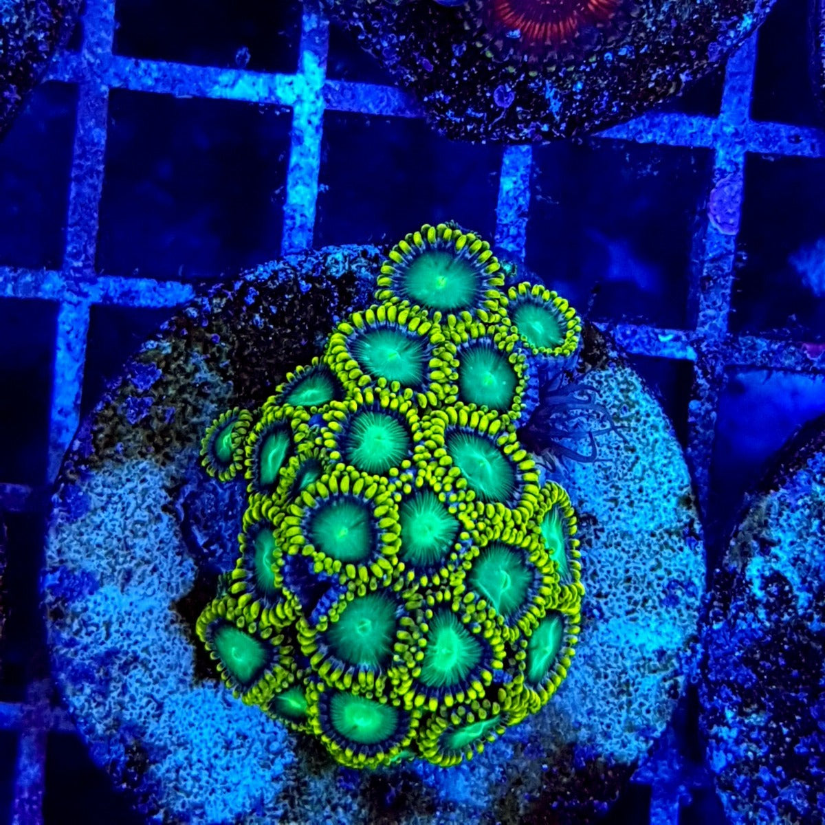 Zoanthus spp. (Radioactive Dragon Eye) (frag)