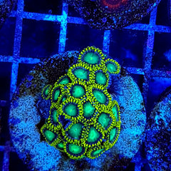 Zoanthus spp. (Radioactive Dragon Eye) (frag)